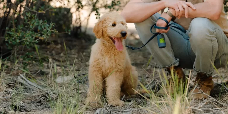 Nationwide Pet Insurance Reddit Review