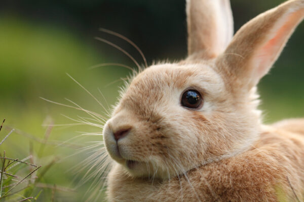 Nationwide Bunny Insurance