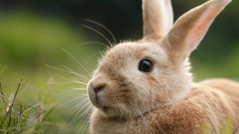 Nationwide Bunny Insurance