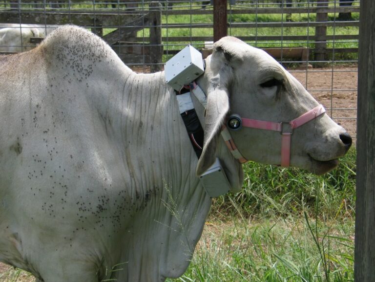 National Livestock Distributed Livestock Tracking Systems