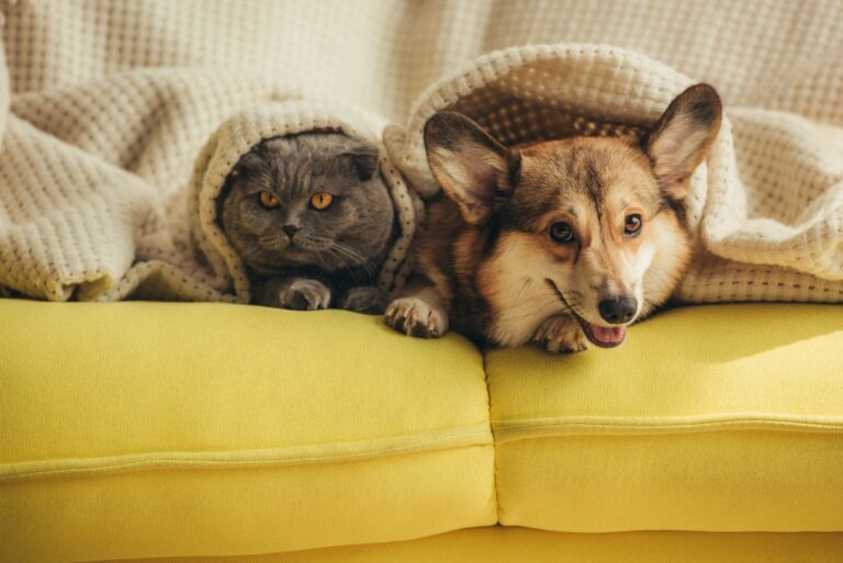 Nationwide Pet Insurance Major Medical Benefit Schedule