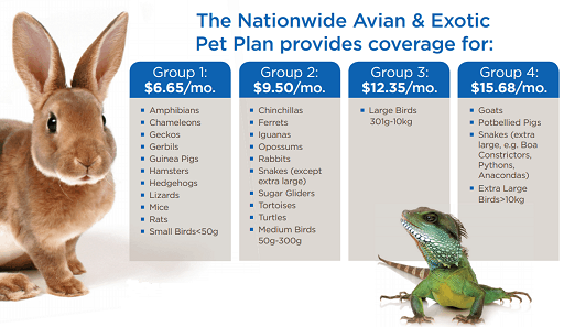 Nationwide Exotic Pet Insurance