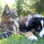 Nationwide Pet Insurance Login