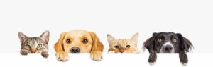 pet insurance nationwide