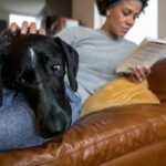 nationwide pet major medical plan