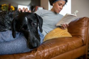 nationwide pet major medical plan