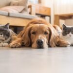nationwide pet insurance plan