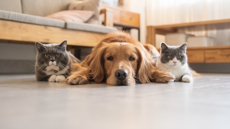 nationwide pet insurance plan