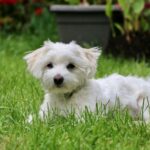 behavioral treatment