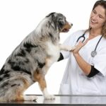 nationwide pet insurance company discount