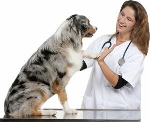 nationwide pet insurance company discount
