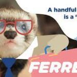 nationwide ferret insurance