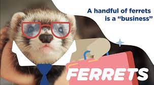 nationwide ferret insurance